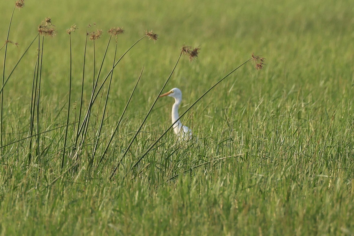 Yellow-billed Egret - ML614048859