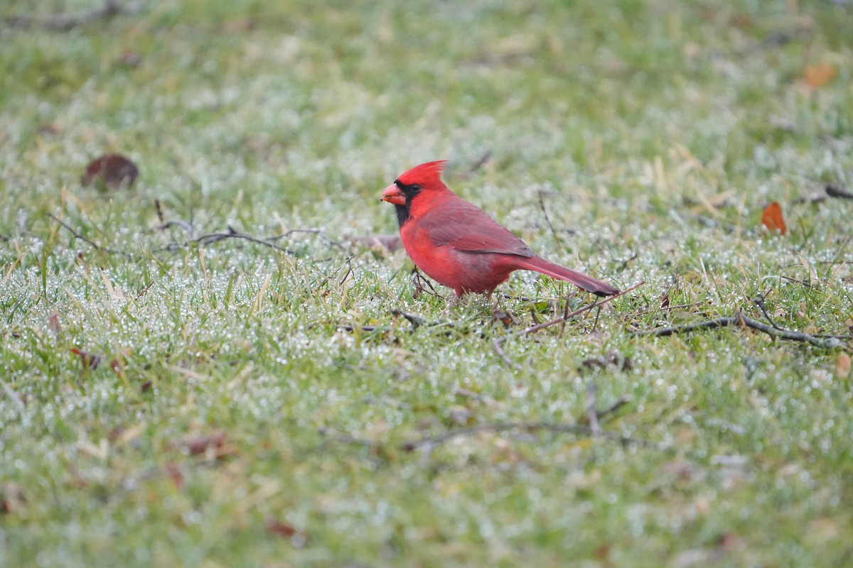 Northern Cardinal - Will Cihula