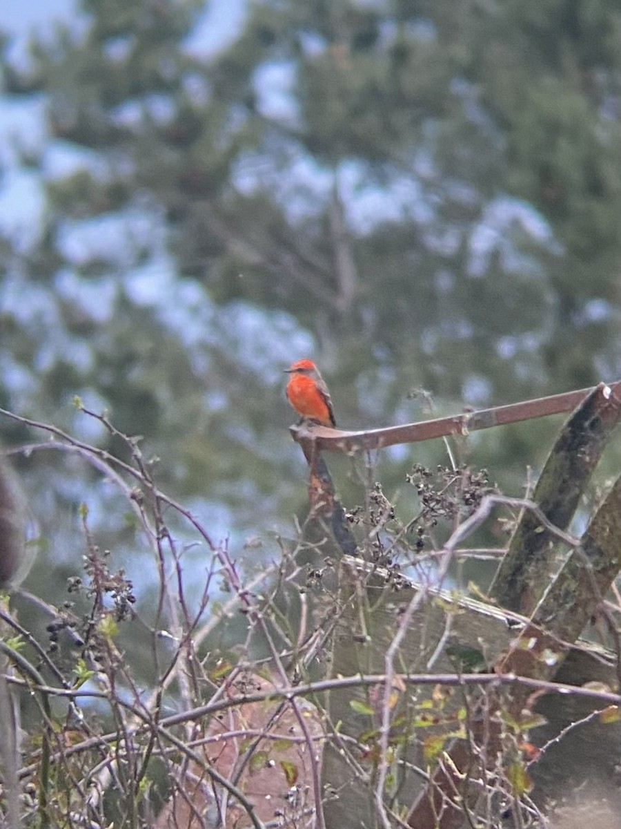 Vermilion Flycatcher - ML614048893