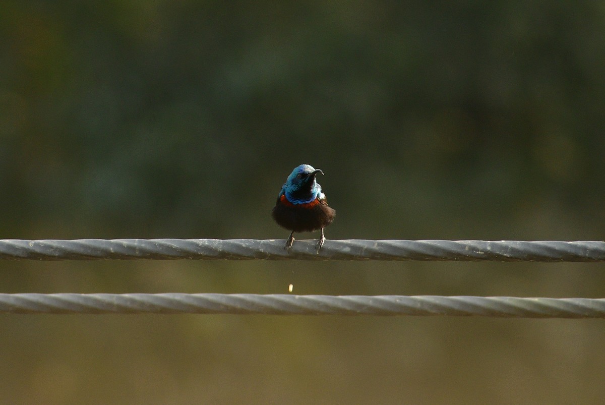 Purple Sunbird - ML614048965