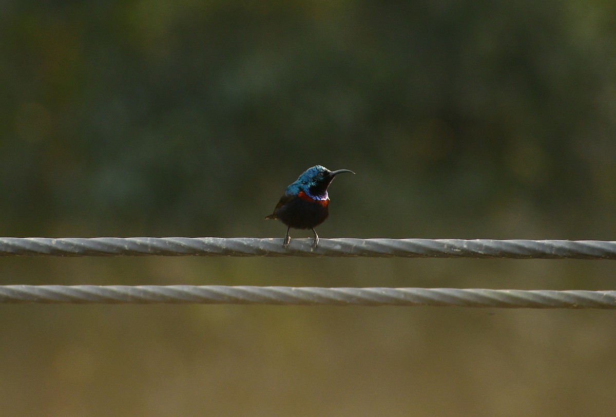 Purple Sunbird - ML614048966