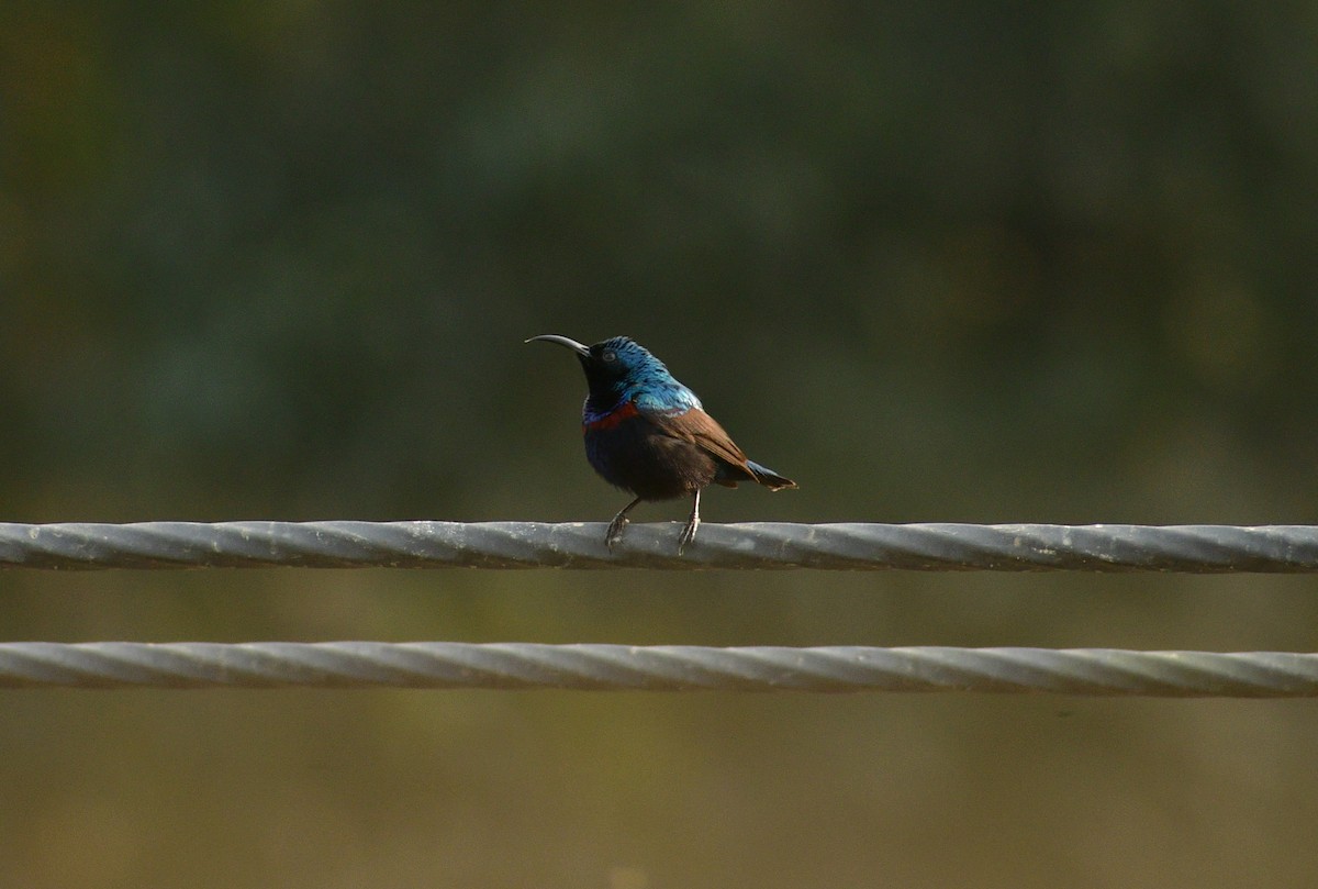 Purple Sunbird - ML614048967