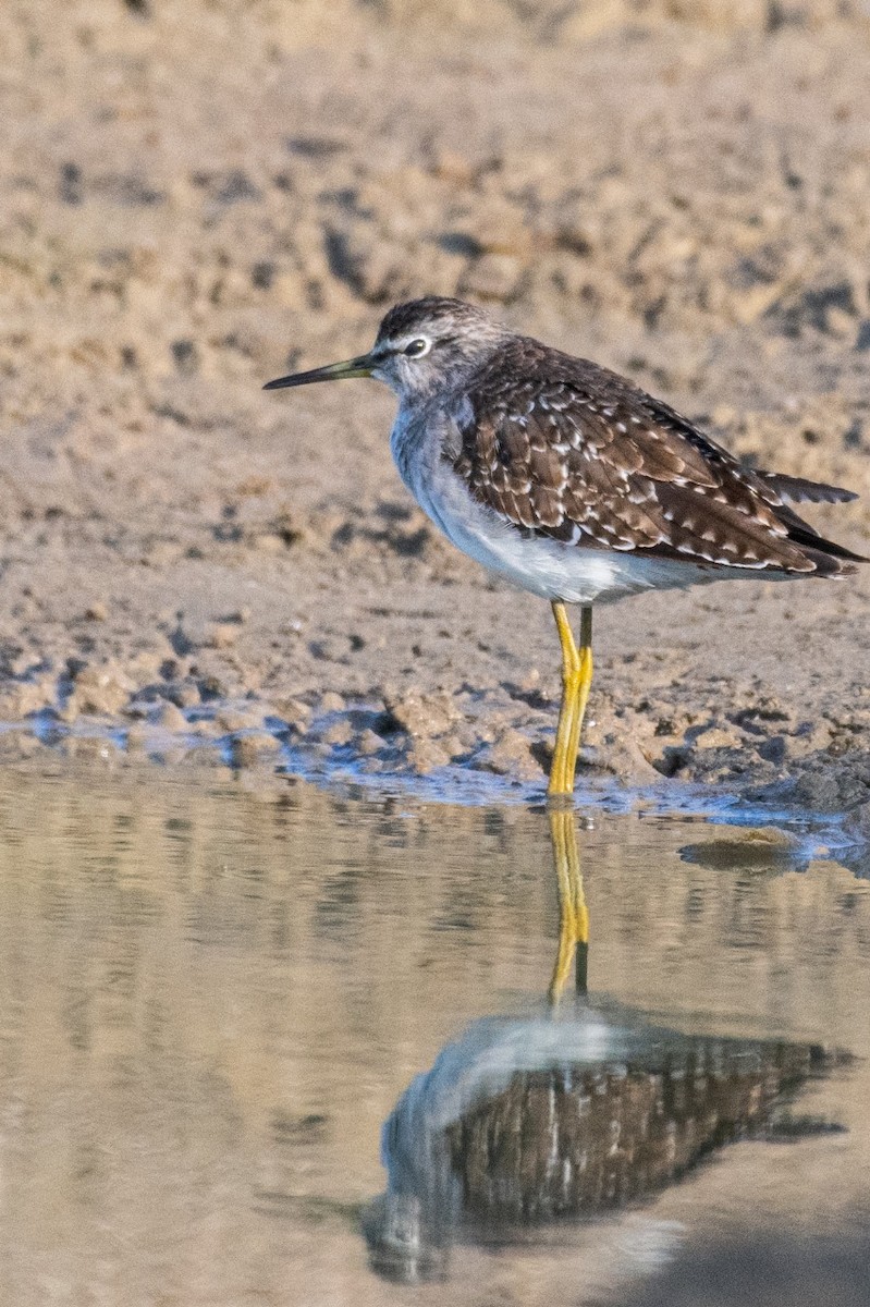 Wood Sandpiper - ML614048979