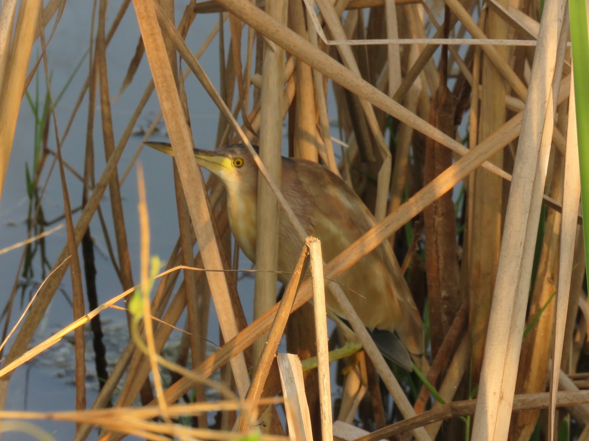 Yellow Bittern - ML614049059