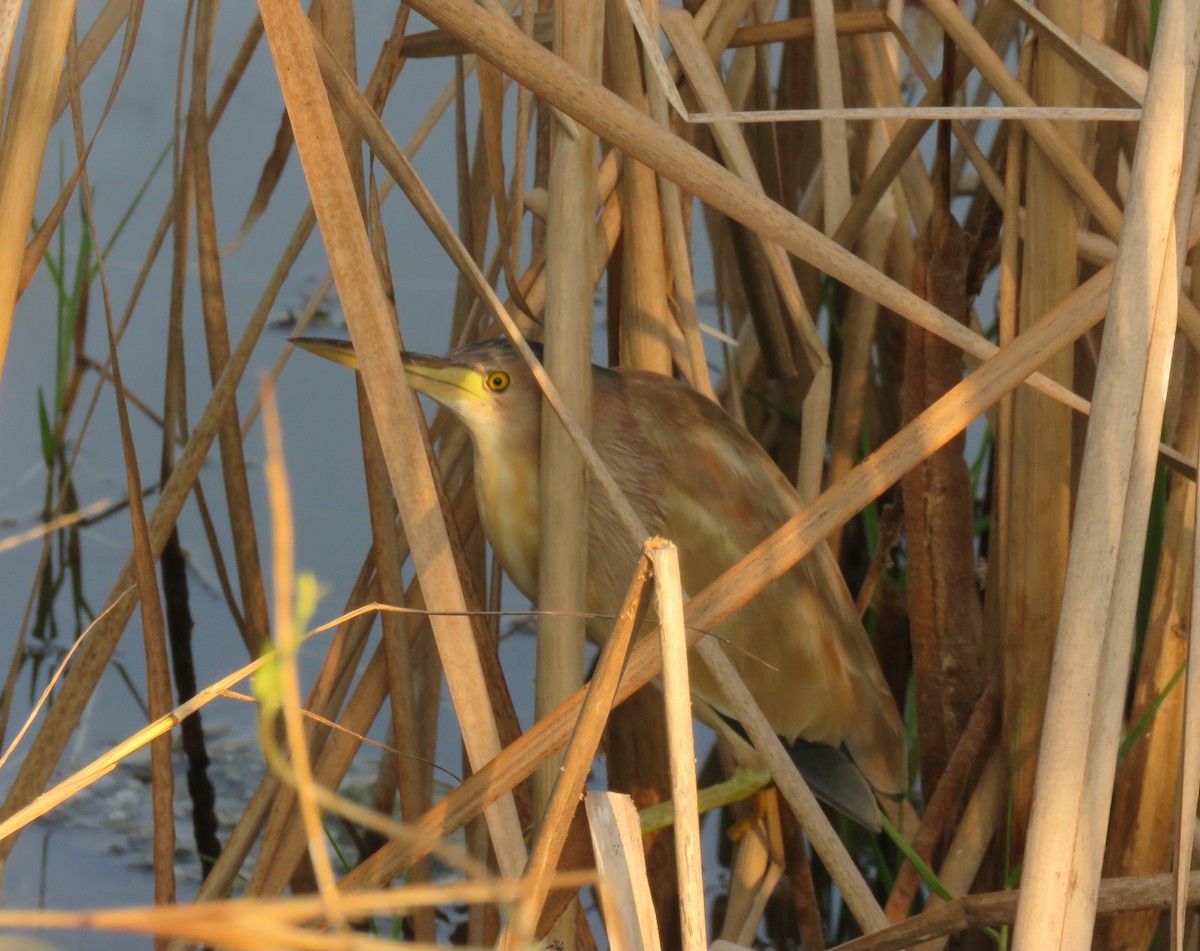 Yellow Bittern - ML614049060