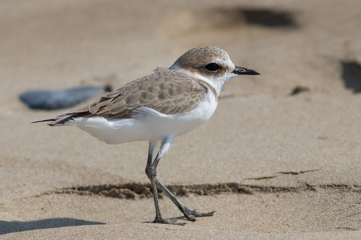 Kentish Plover - ML614049097