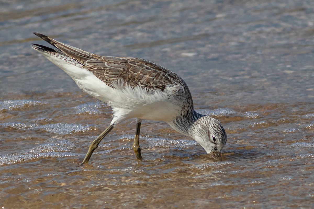 Common Greenshank - ML614049145