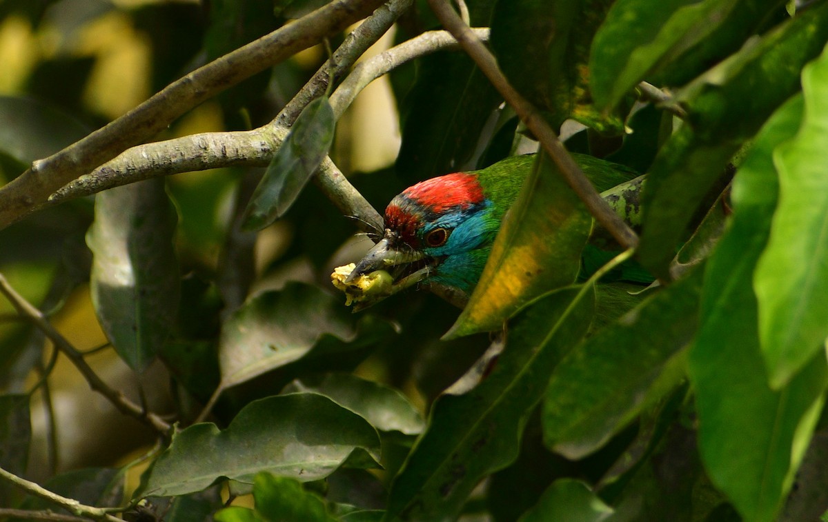 Blue-throated Barbet - ML614049283