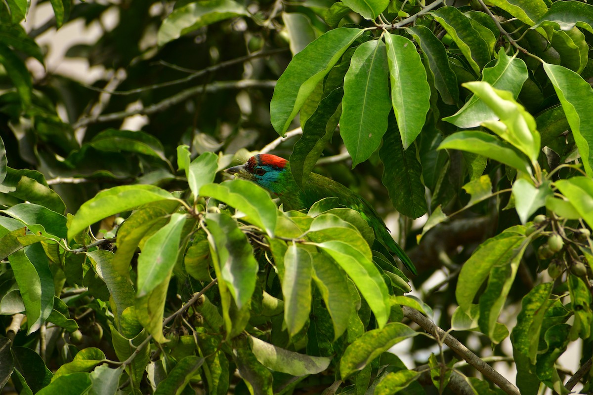 Blue-throated Barbet - ML614049284