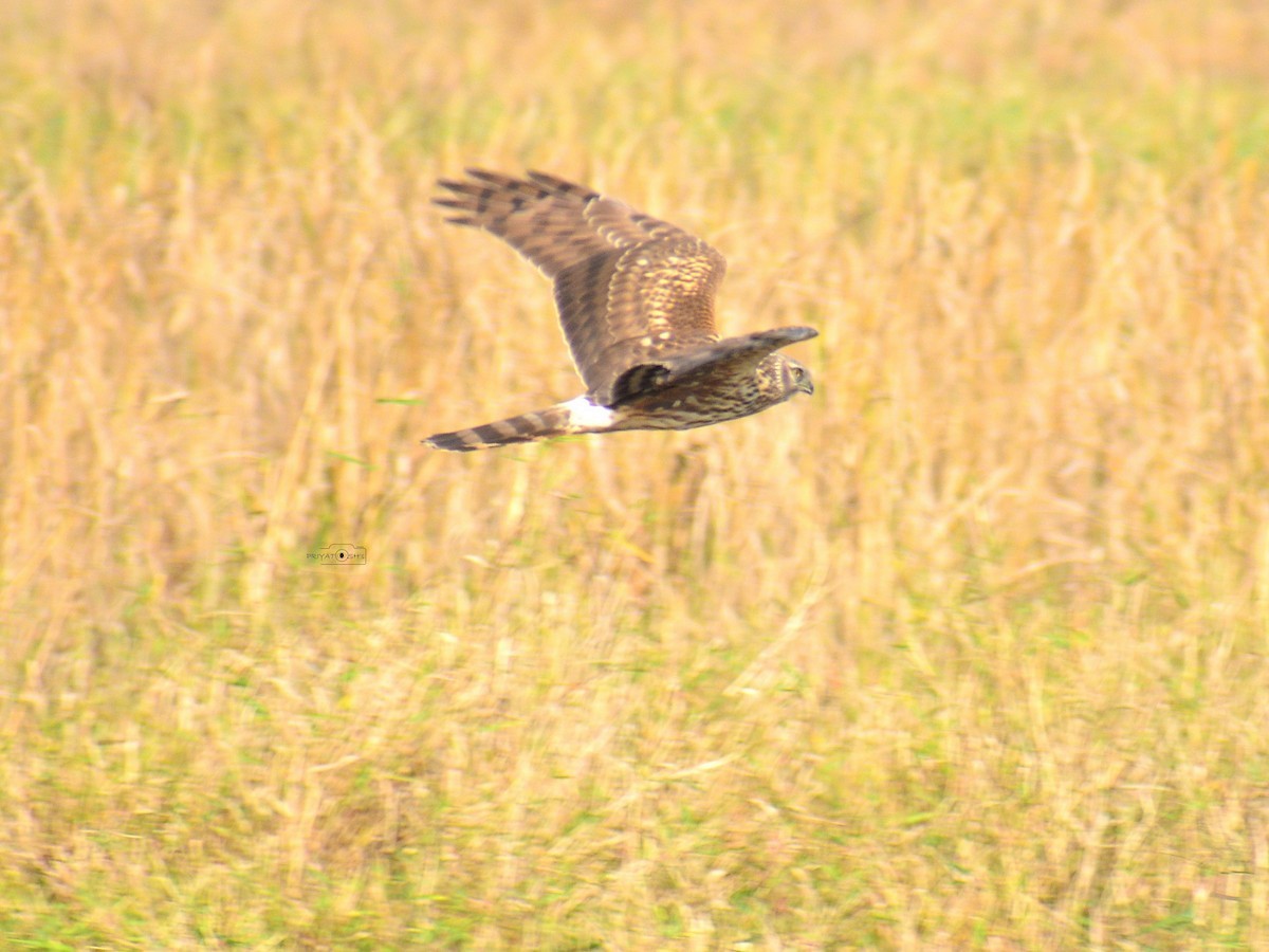 Hen Harrier - ML614049363