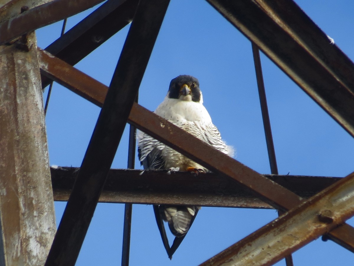 Peregrine Falcon - Michael Rosengarten