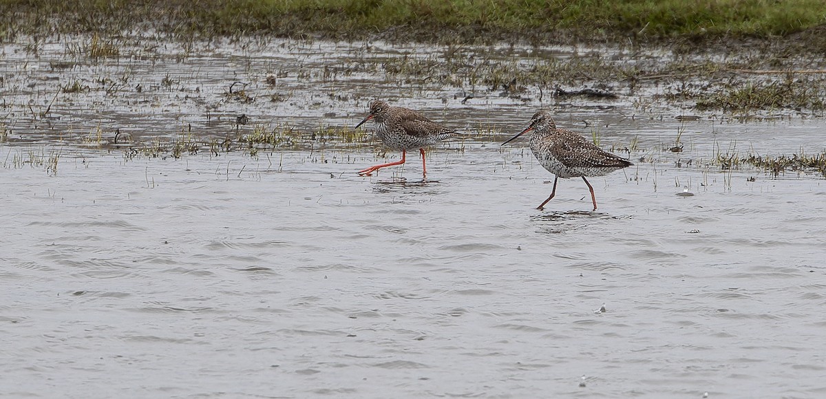 Spotted Redshank - ML614049376