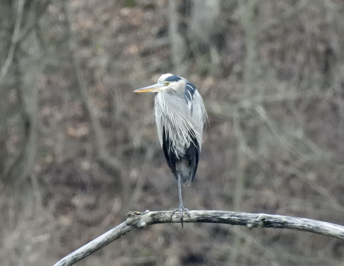 Great Blue Heron - ML614049443