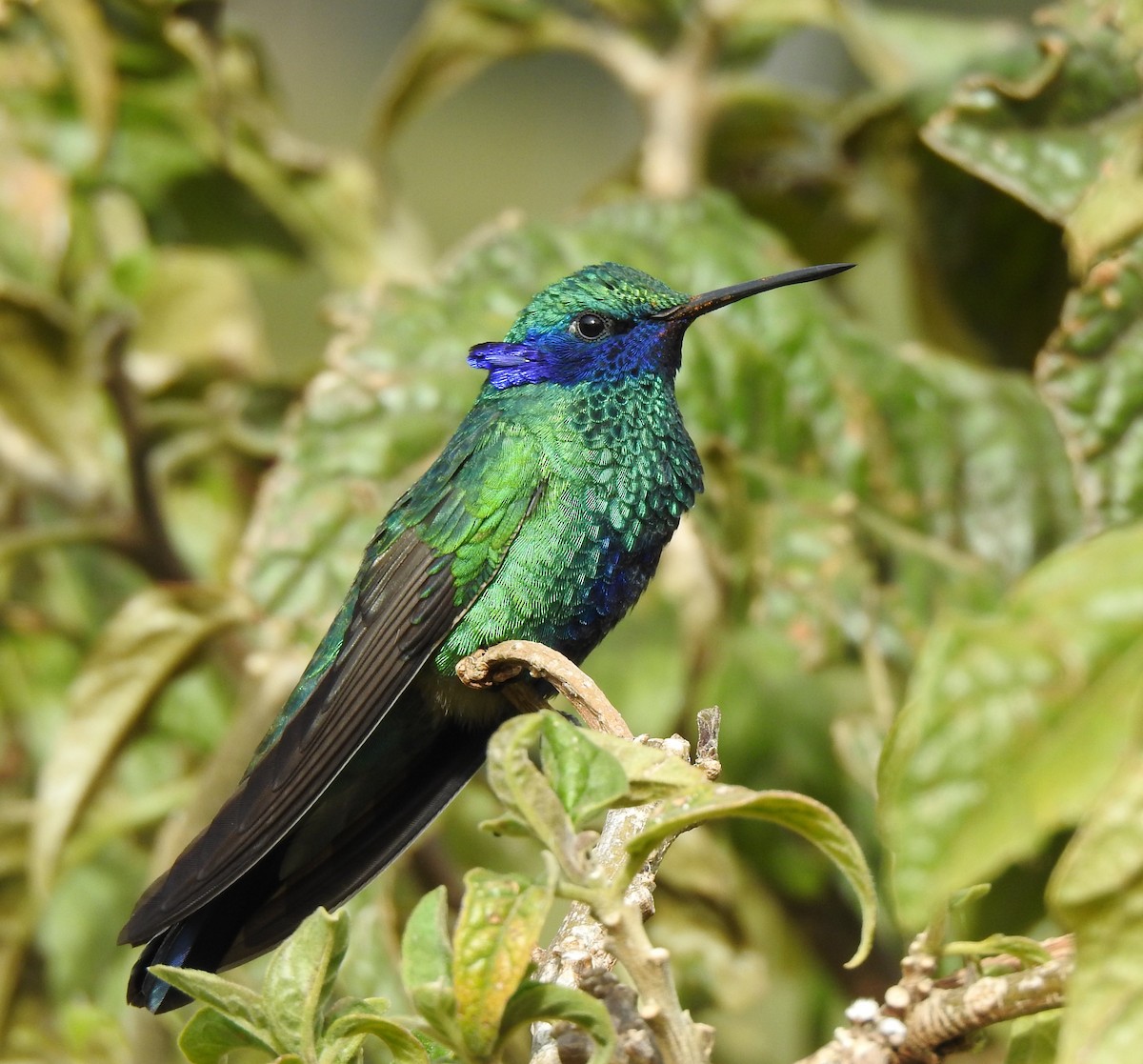 Colibrí Rutilante - ML614049448