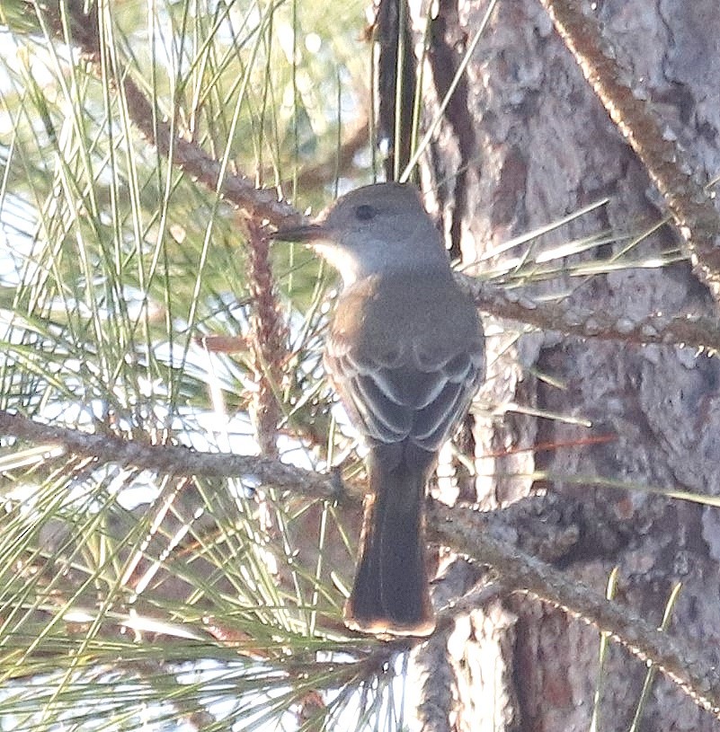 Ash-throated Flycatcher - ML614049463