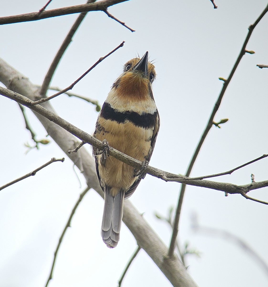 Russet-throated Puffbird - ML614049465