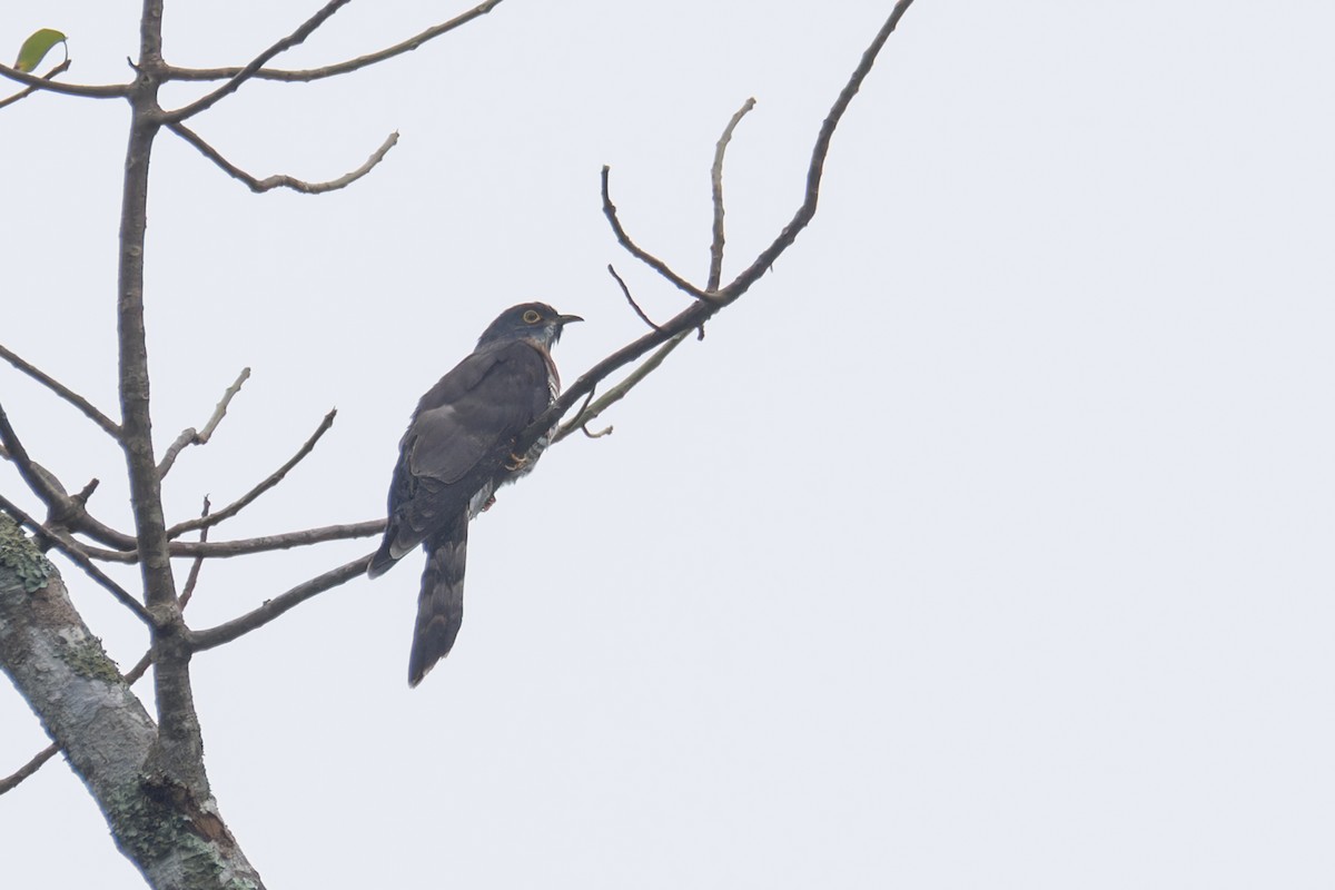 Large Hawk-Cuckoo - Wich’yanan Limparungpatthanakij