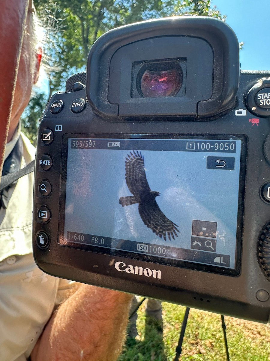 Black Hawk-Eagle - ML614049639