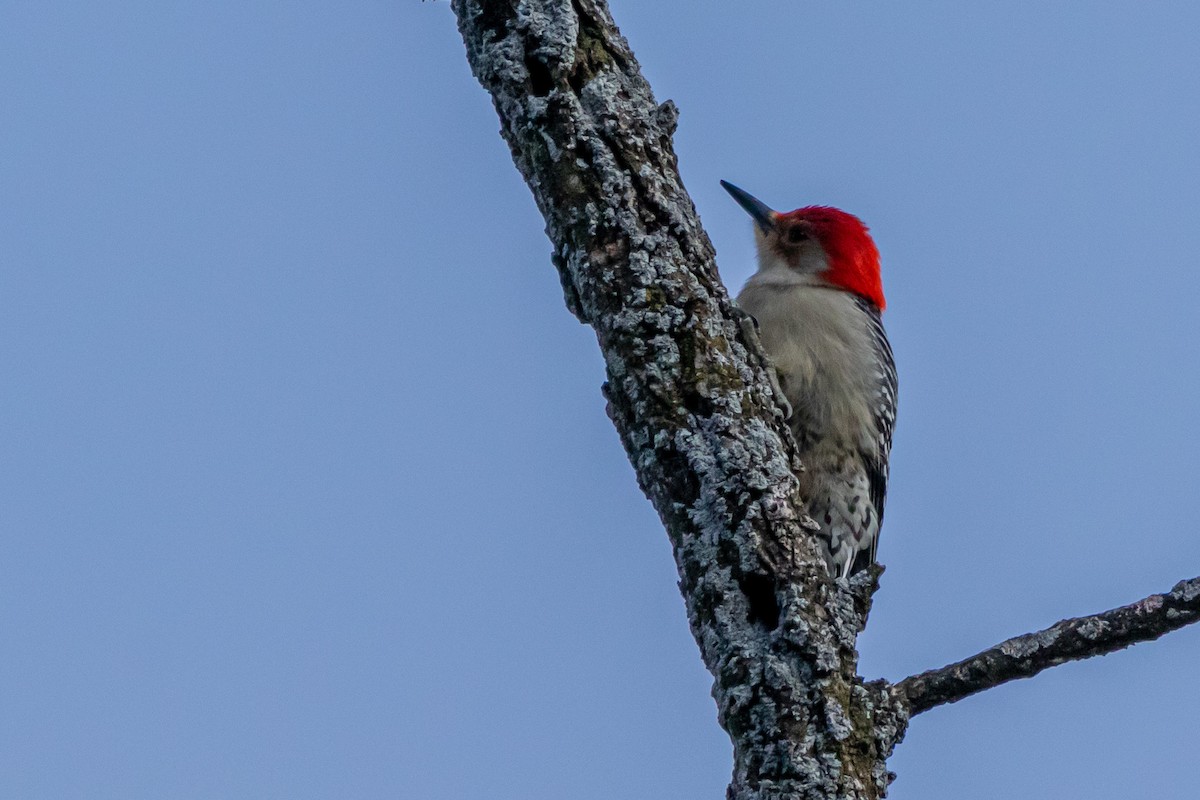 Red-bellied Woodpecker - ML614049678