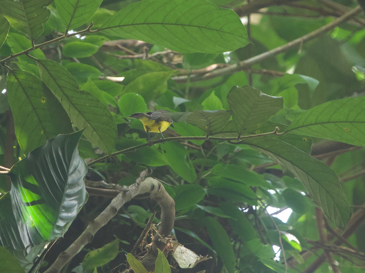 Dusky-chested Flycatcher - ML614049697