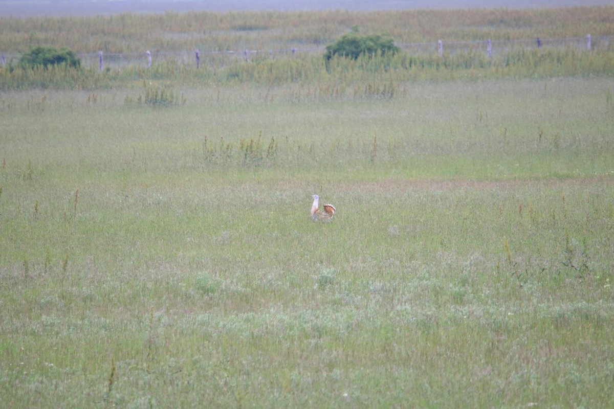 Great Bustard - Maciej Buchalik