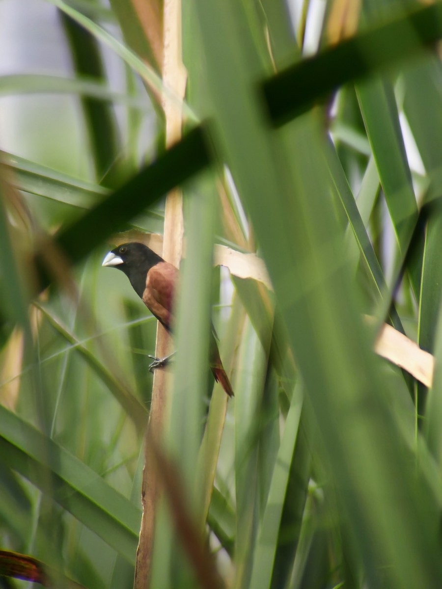 Chestnut Munia - ML614049743