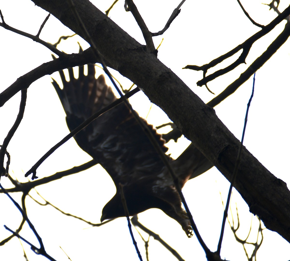 Booted Eagle - ML614049761