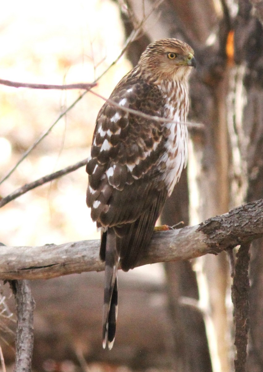 Cooper's Hawk - ML614049764