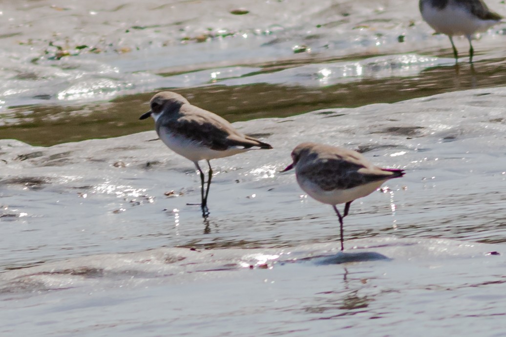 Kentish Plover - ML614049862