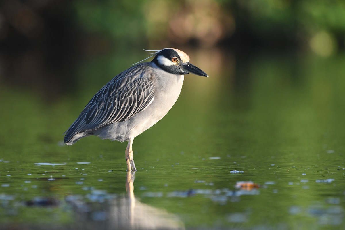 Yellow-crowned Night Heron - ML614049916