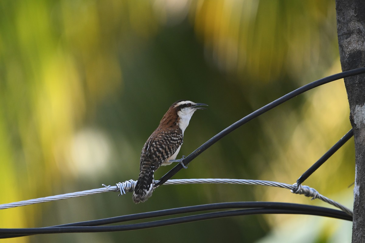 Rufous-naped Wren - ML614050007