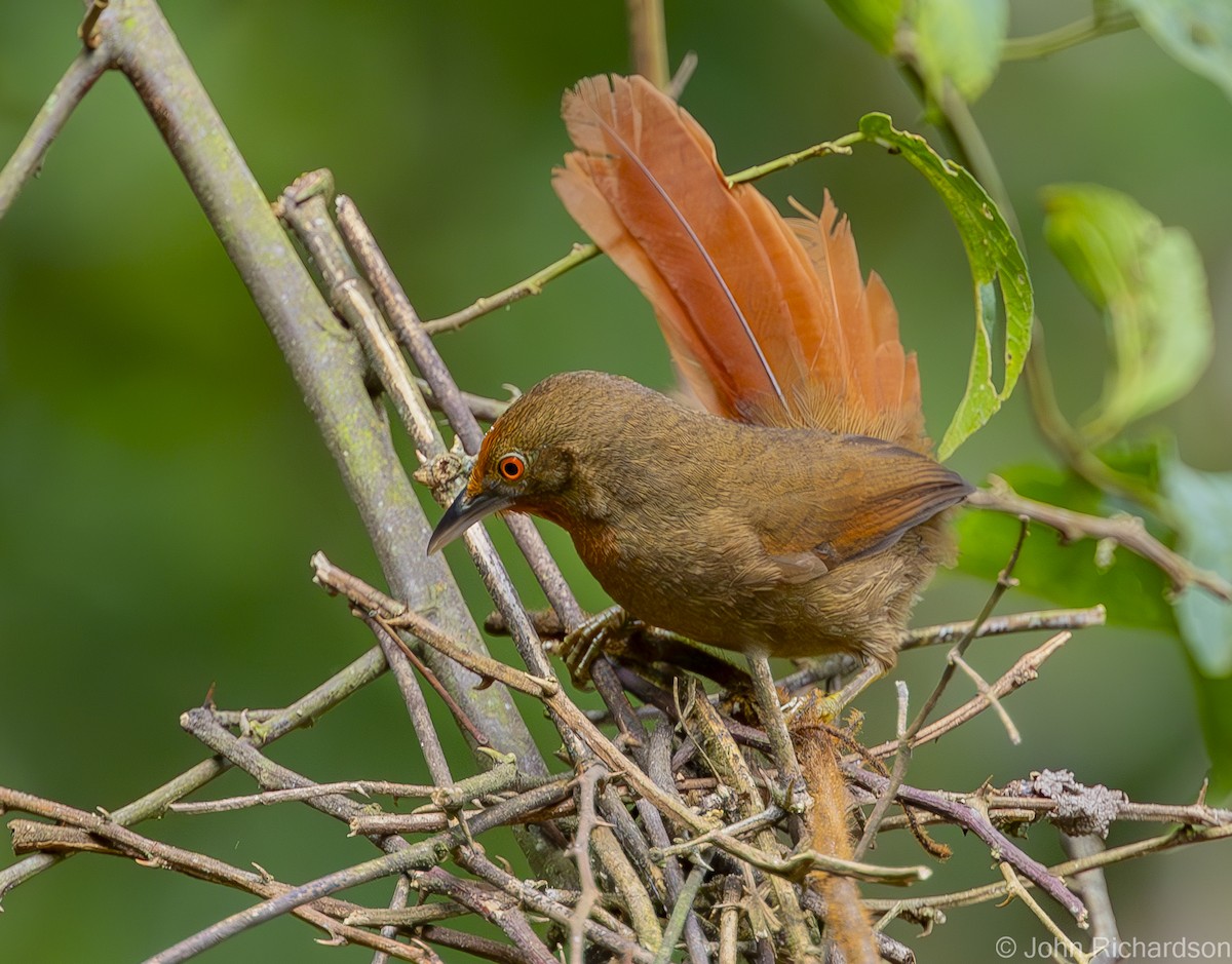 Orange-eyed Thornbird - ML614050292