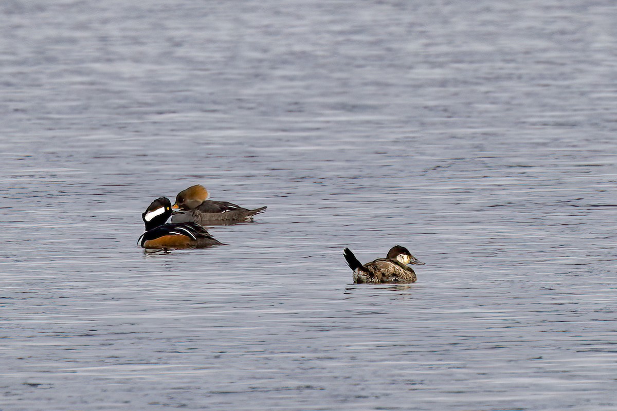 Ruddy Duck - ML614050335