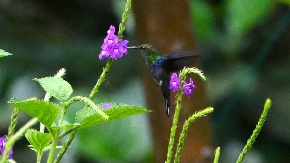 kolibřík nymfový - ML614050344
