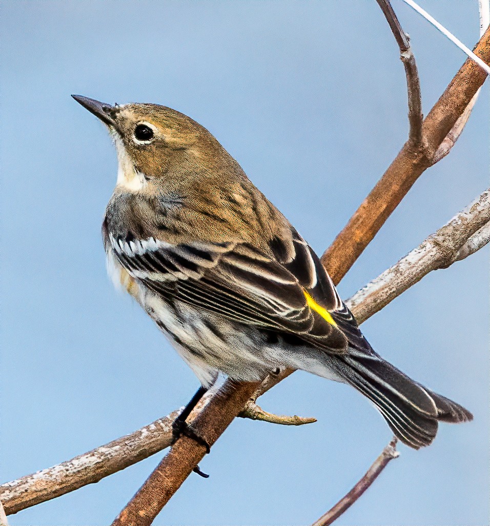 Yellow-rumped Warbler - ML614050381