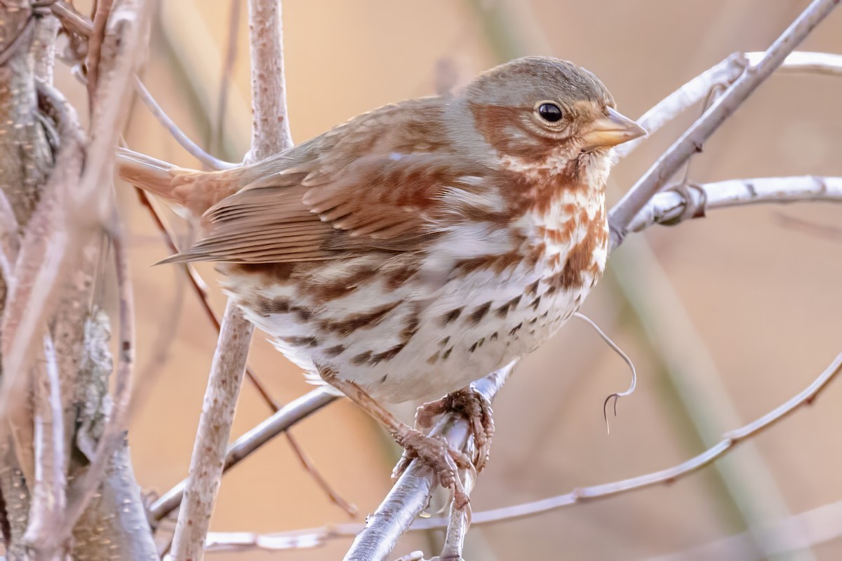 Fox Sparrow - ML614050384