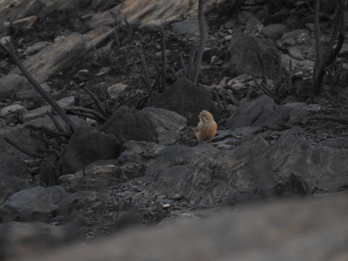 Cretzschmar's Bunting - ML614050390