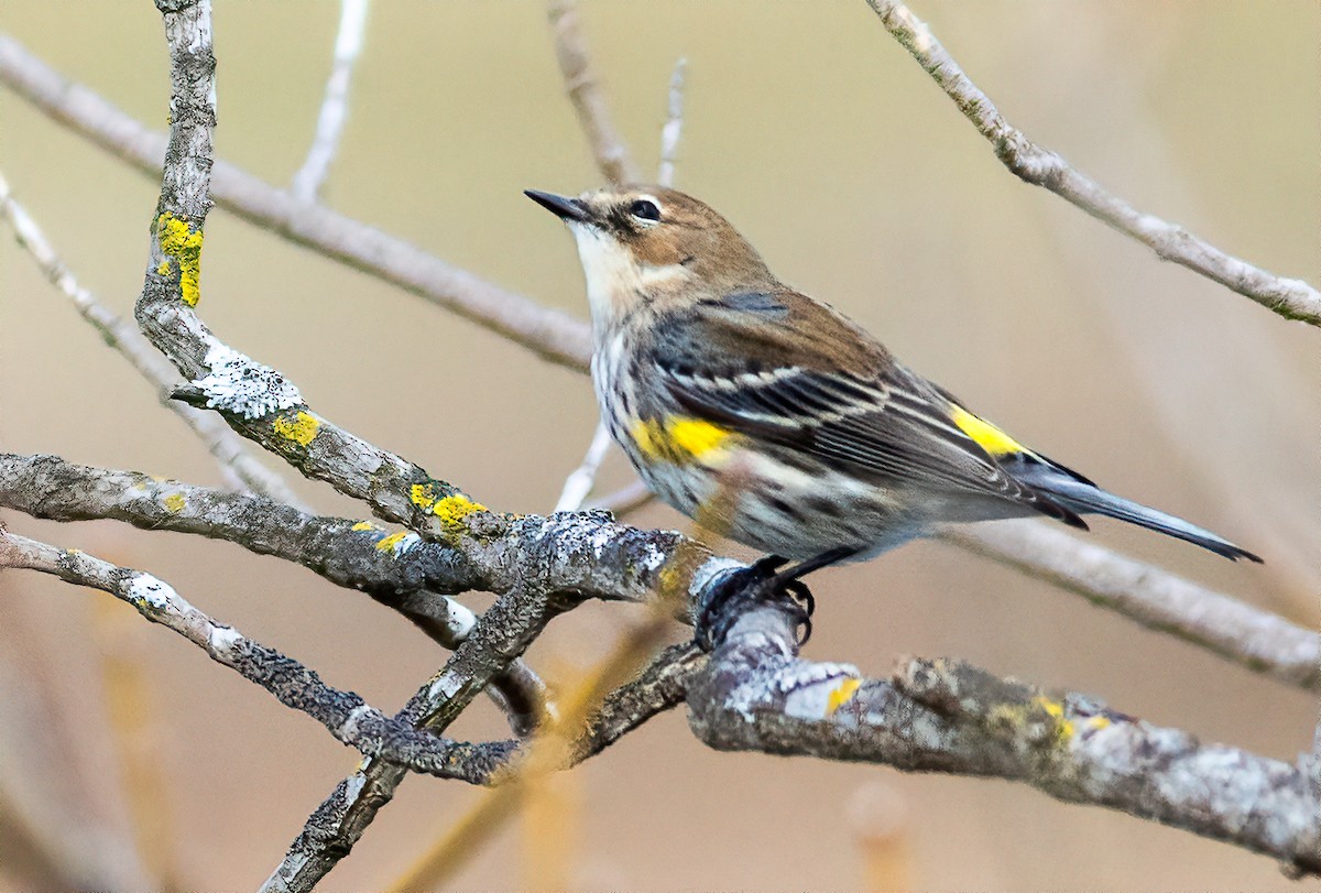 Yellow-rumped Warbler - Alex Shipherd