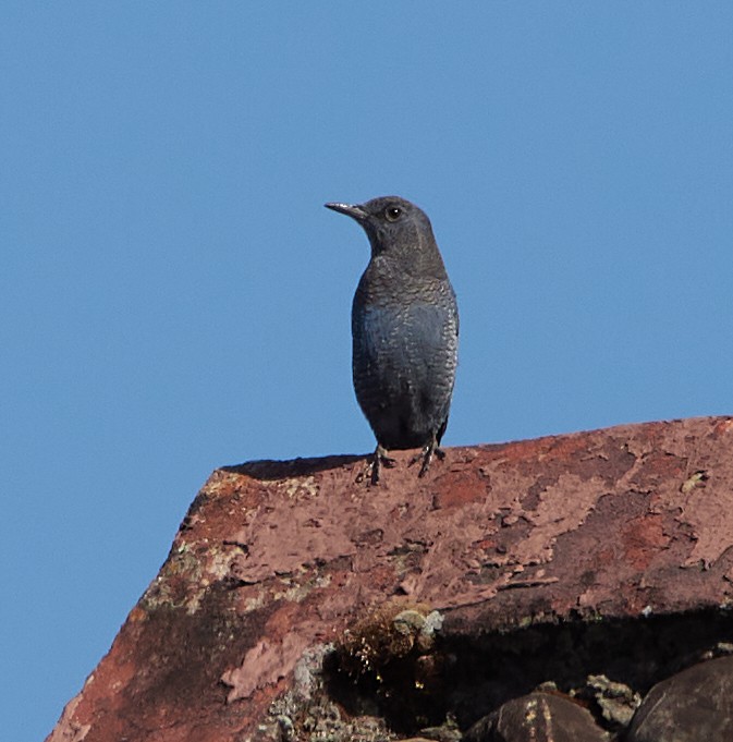 Blue Rock-Thrush - Luca de Alfaro