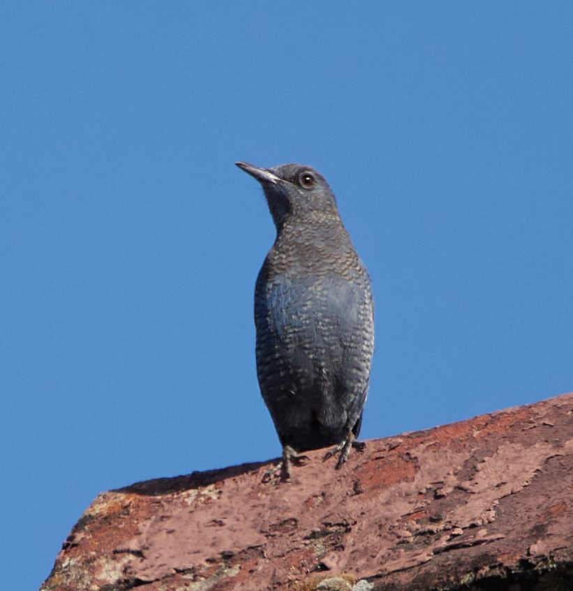 Blue Rock-Thrush - Luca de Alfaro