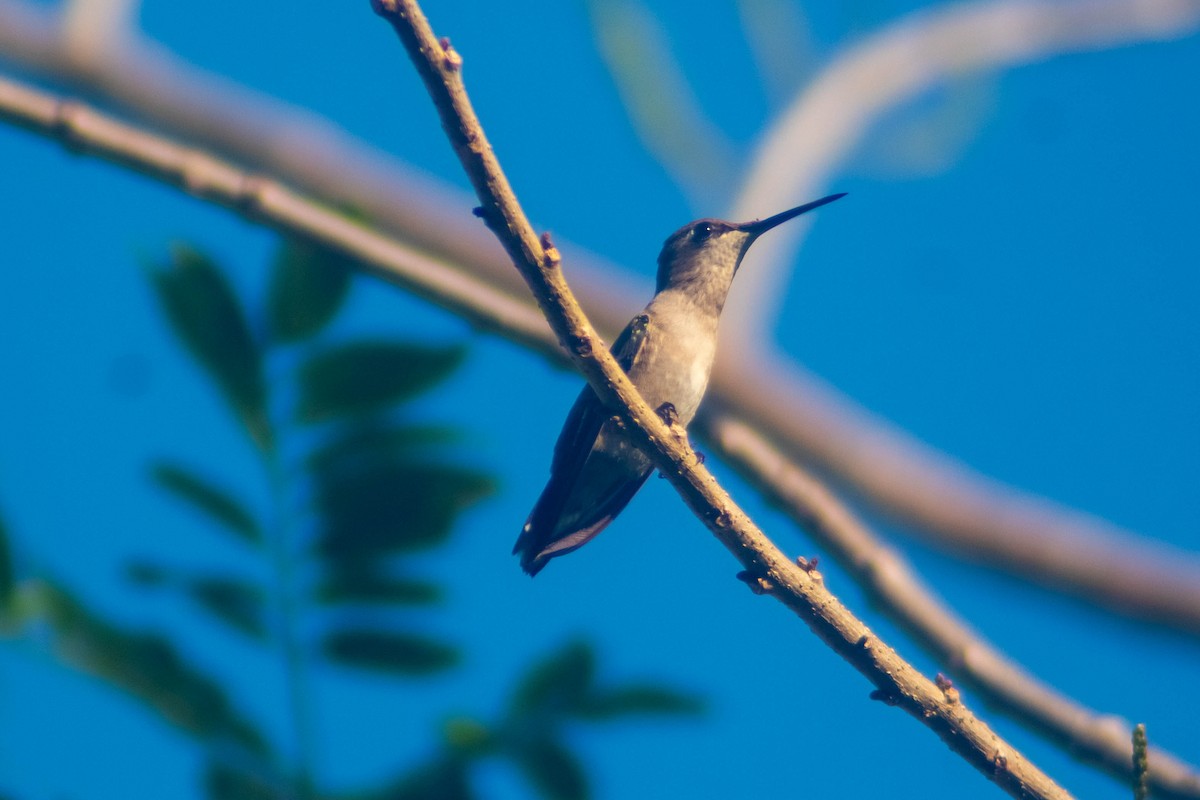 Ruby-throated Hummingbird - ML614050470