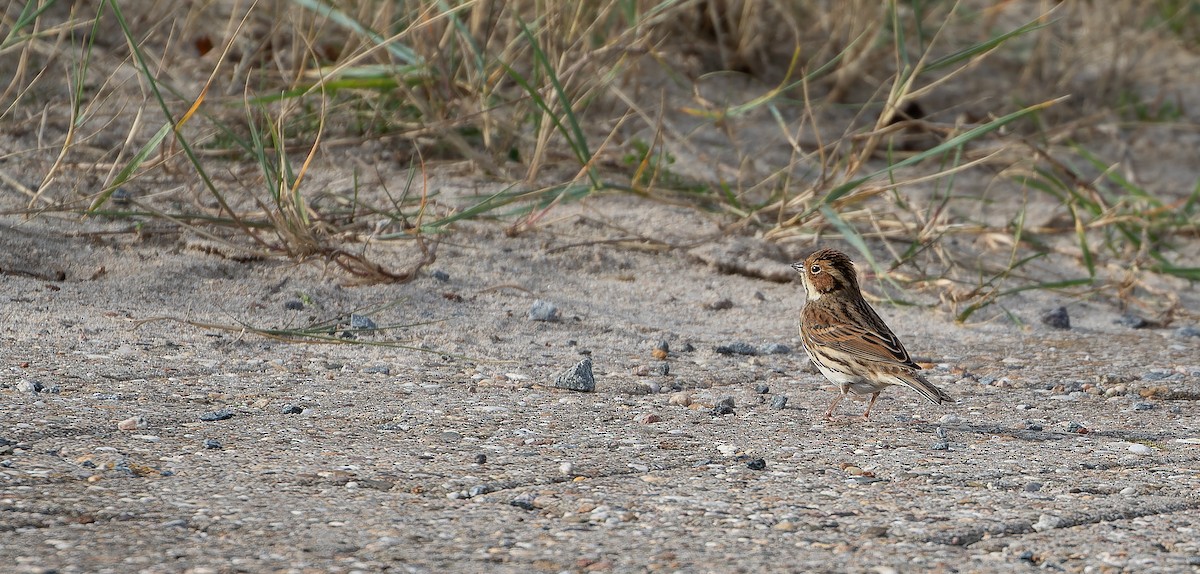 Little Bunting - ML614050471