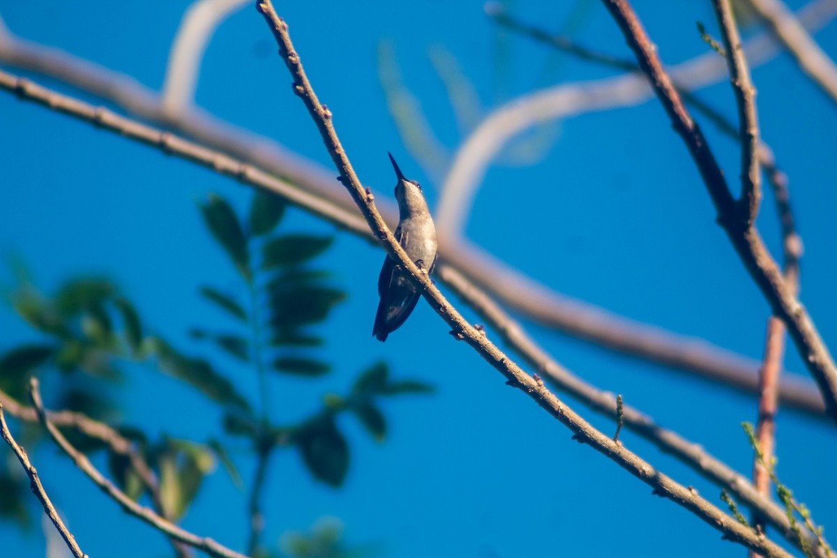Ruby-throated Hummingbird - ML614050482