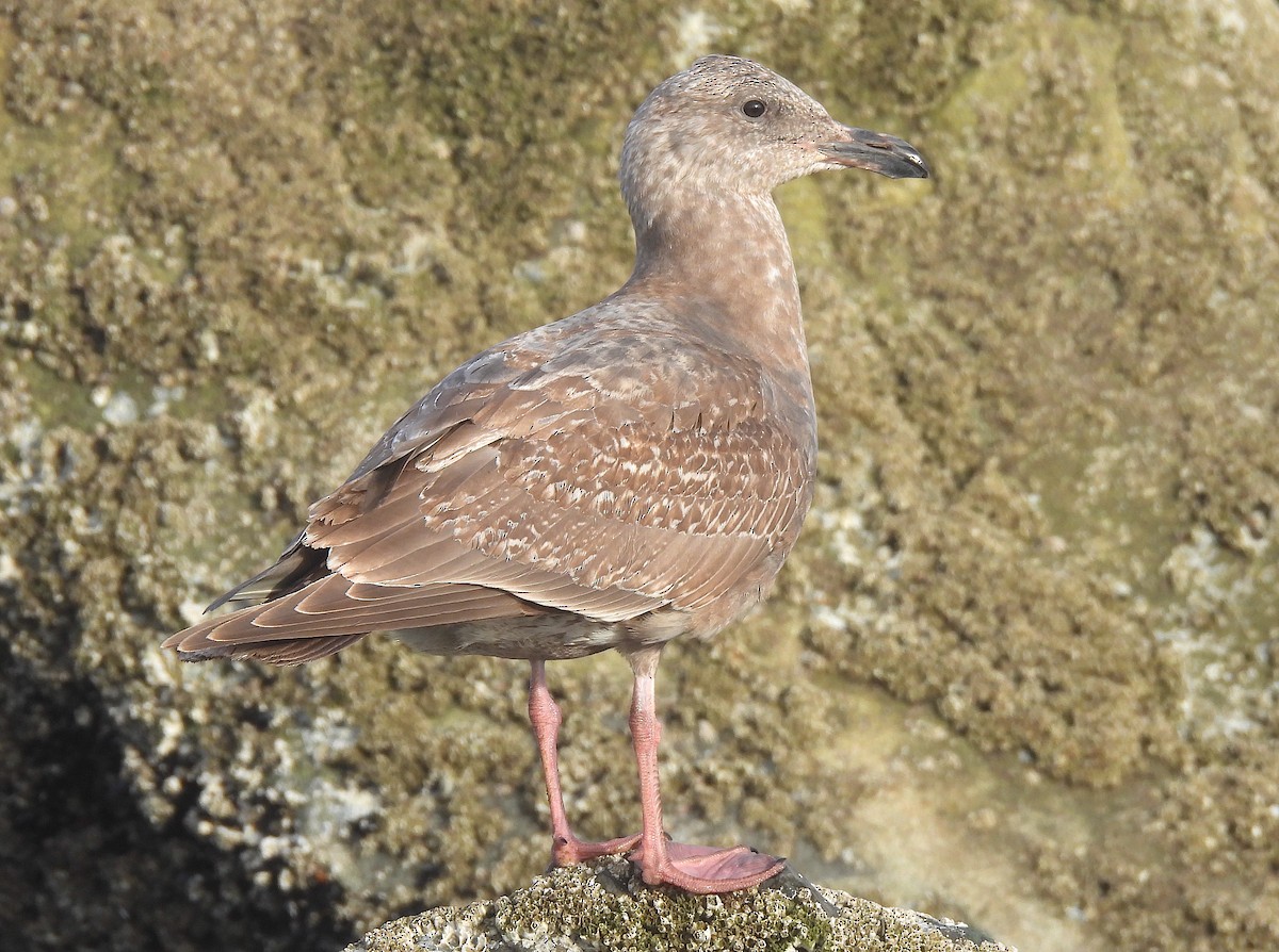 Western x Glaucous-winged Gull (hybrid) - Ted Floyd