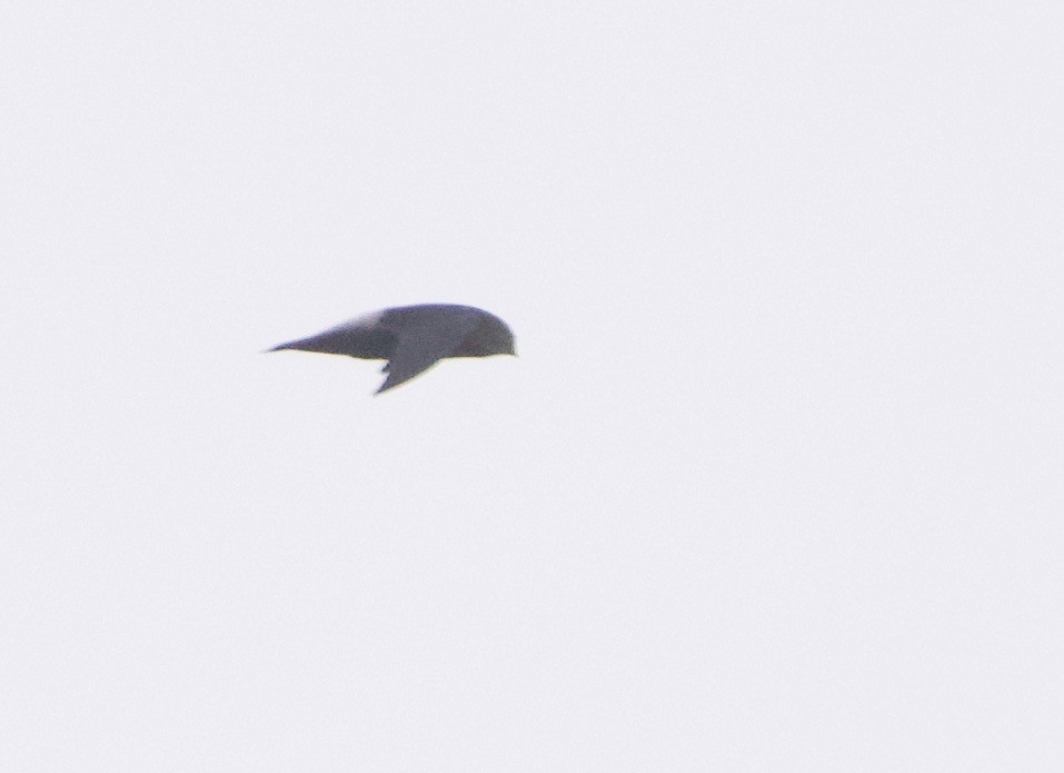 Pale-rumped Swift - Gautam Apte