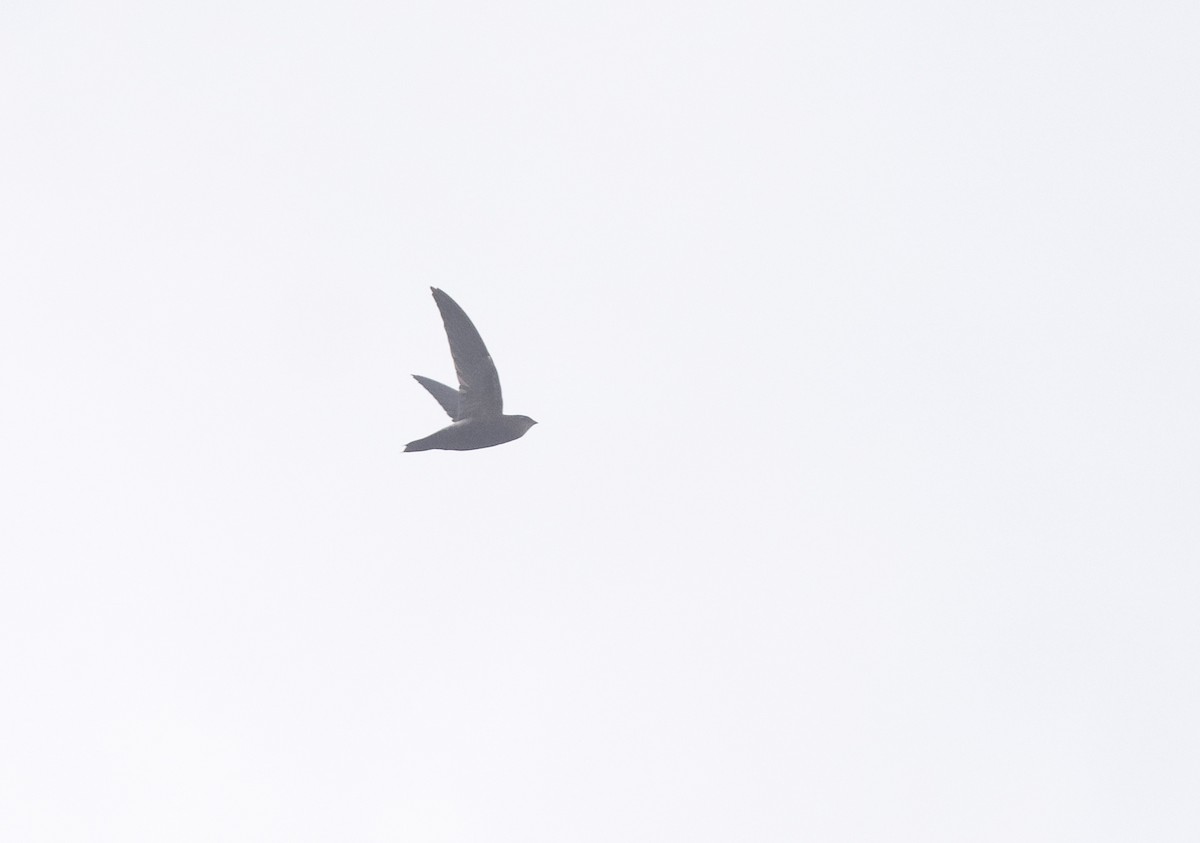 Pale-rumped Swift - ML614050532