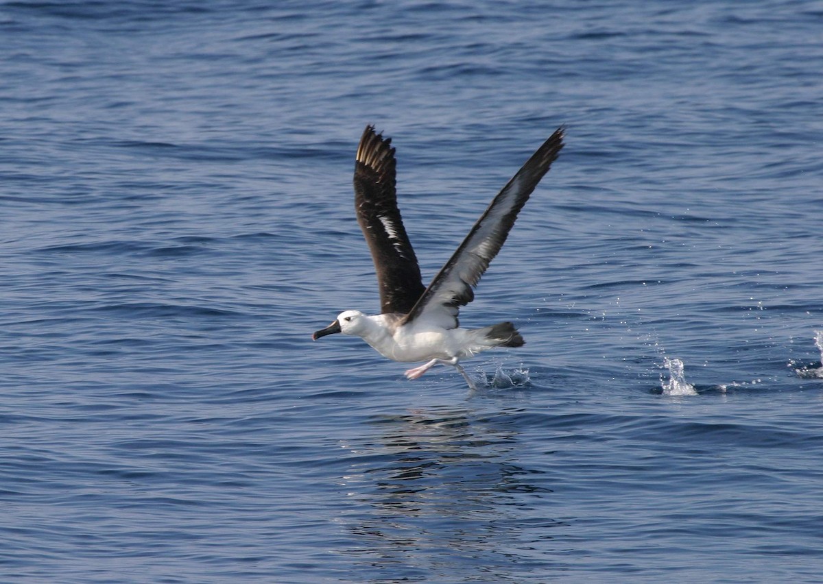 Albatros à nez jaune ou A. de Carter - ML614050540