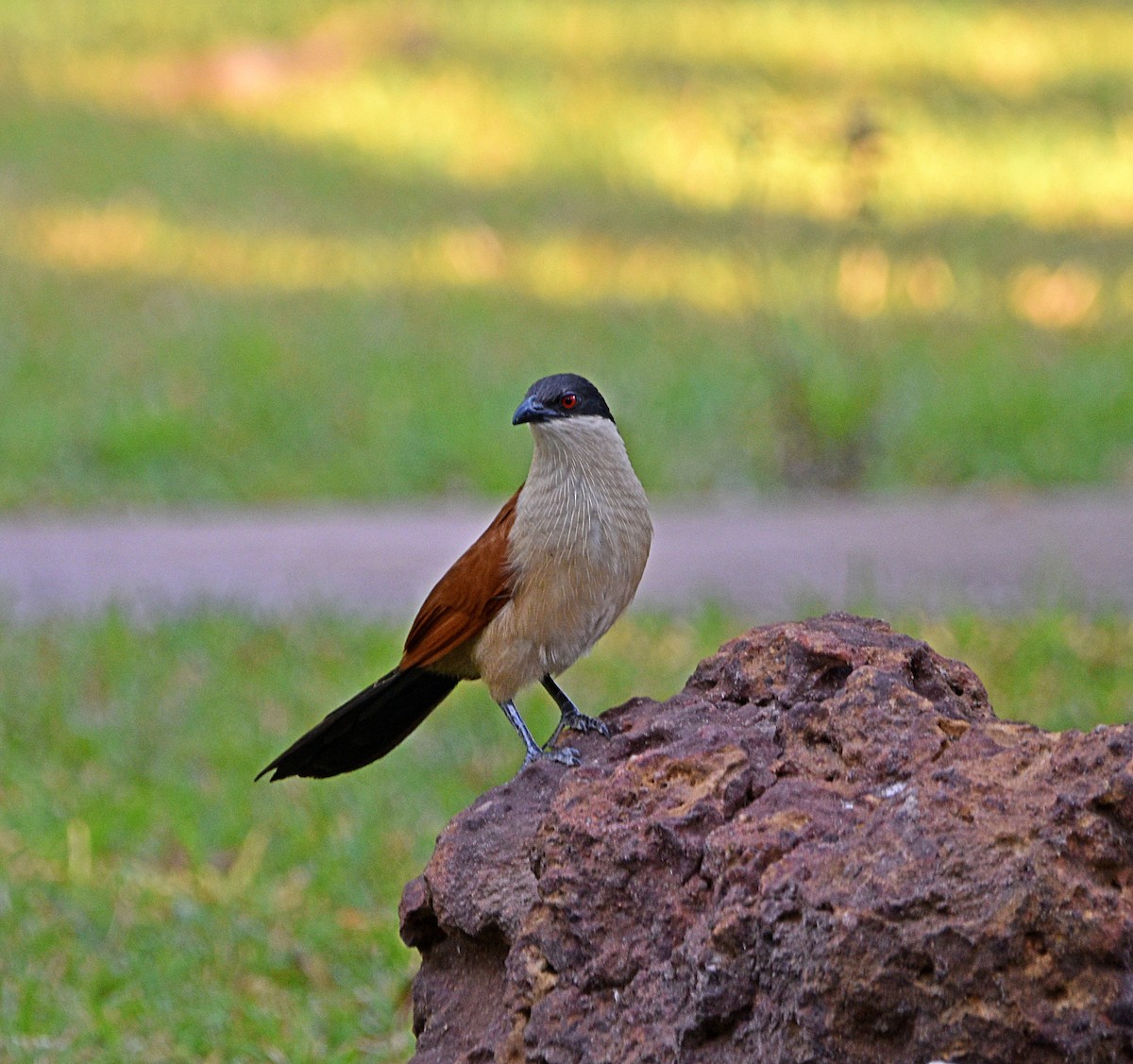 Senegal Coucal - ML614050550