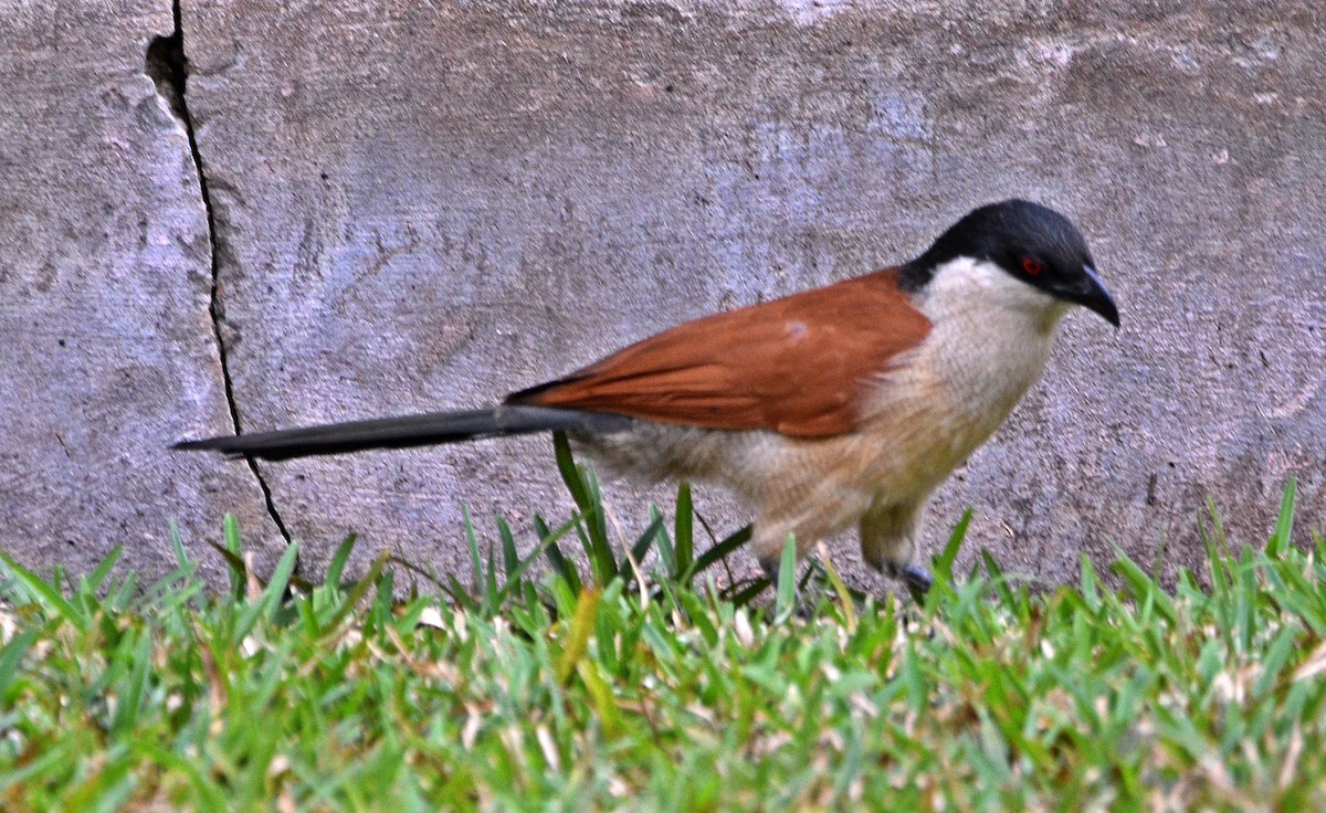 Senegal Coucal - ML614050551