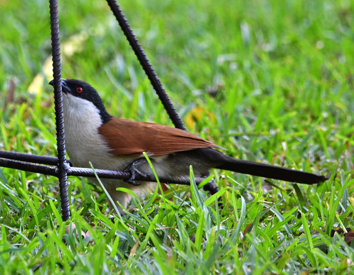 Senegal Coucal - ML614050552